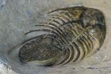 Spiny Kolihapeltis Trilobite - Rare Species #164518-4
